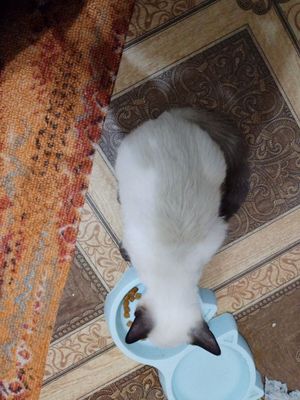 Кошка, порода сиям