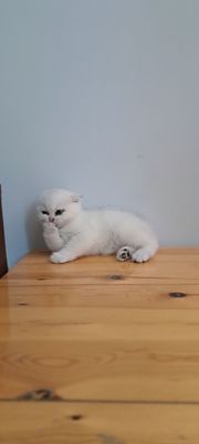 Serebristi shinshila mushuk zoti tozza ota onasi asl qonlardan