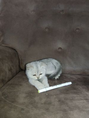 Продаёться котёнок скотиш Фолд.