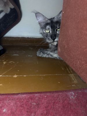 Мейн кун кошку рожала два раза