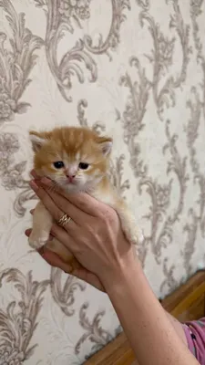 Продаются котята золотая шиншила