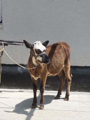 Simental ğunojin 5 oylik srochna sotaman