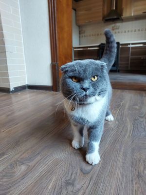 Scottish fold srochna sotiladi