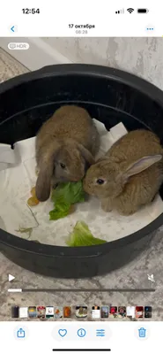 Karlik quyon sotiladi , otasi karlik onasi velikan 85.000 dan 2ta dona