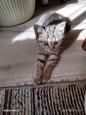 Продаются котята , правильной вязки . Шотландская вислоухая