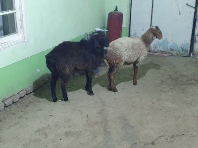 2ta qo'chqorla sotiladi tez va arzon Shofirkonda
