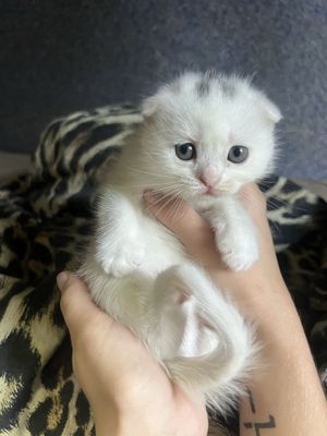 Персидские котята