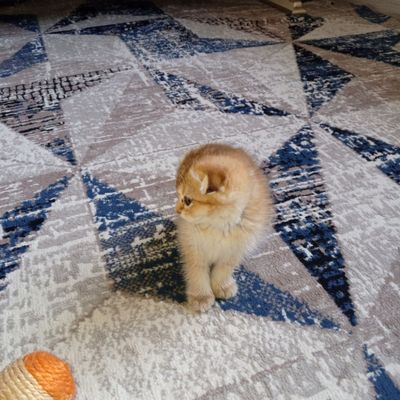zalatoy strayt ikki oylik sog'lom qizalloq