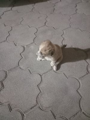 Дамашни собачки 1 месиц
