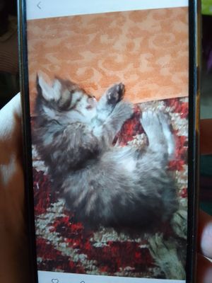 Котенок отдаем в хорошие руки