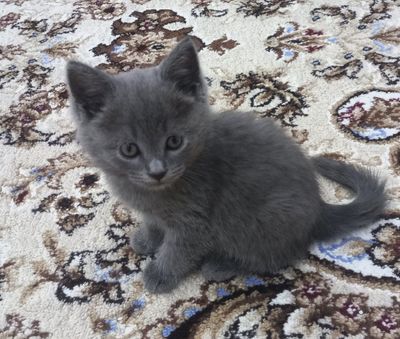 Кошка, mushukcha