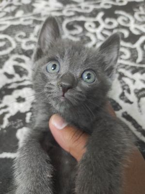 Продам котят по низкой цене