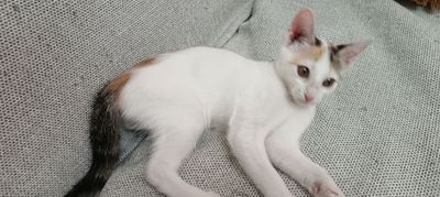 котенок (девочка)
