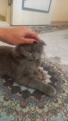Британ кошка