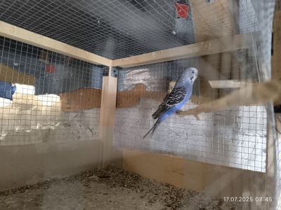 Valnistiy papugay sotiladi para