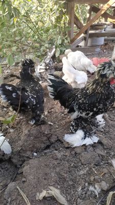Япон хуроз ва товуклари сотилади!