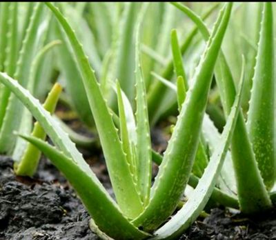 Aloe Vera gullari va barglari  sotiladi 1-15yillik
