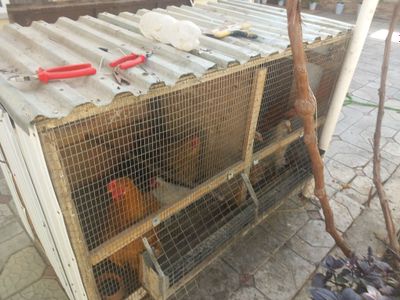 Tuvuqlar sitiladi kataki bilan birga