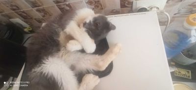 Scottish fold o'g'il bola
