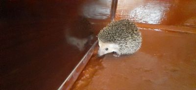 Домашный йожик гго