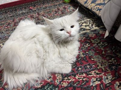 Angora mushuk sotiladi