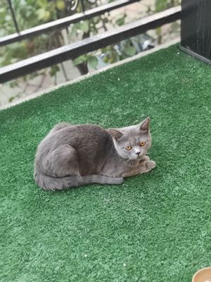 Скоттиш страйт мушук сотилади