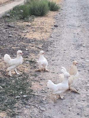 Корейский парода товукчалар сотилади