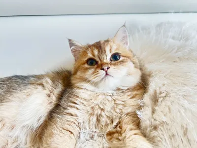 Британец шиншилла NY25