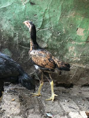 Dakan makiyon sotiladi yirik narsa