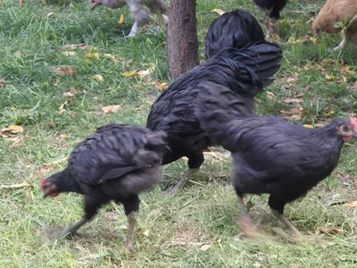 Кора шахзодалар сотилади. Бохорги жужалар.