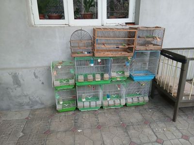 Qushlar uchun qafas