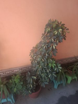 Гуллар Катта хаммаси
