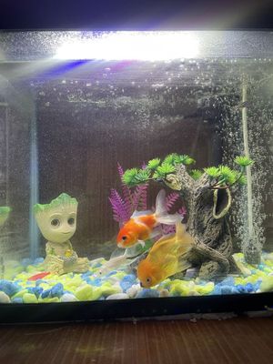 Xitoy akvarium 30 litr