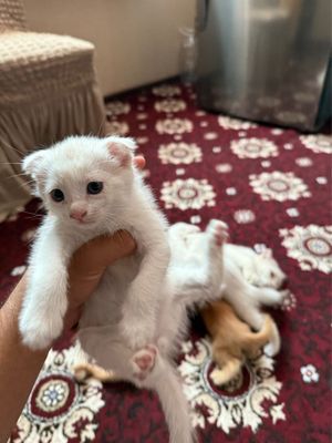 Кошка с гарантиев