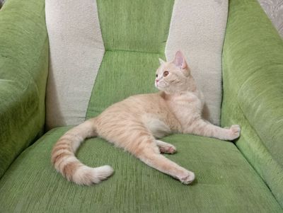 продам кошку скотиш страйт