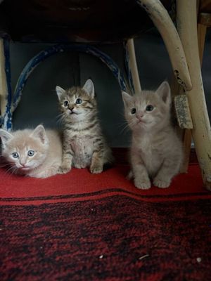 Продаются котята