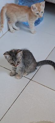 Продам солнечно рыжых красивых котят!!!