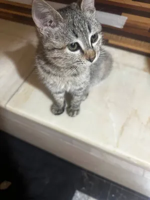 котята даром в добрые руки