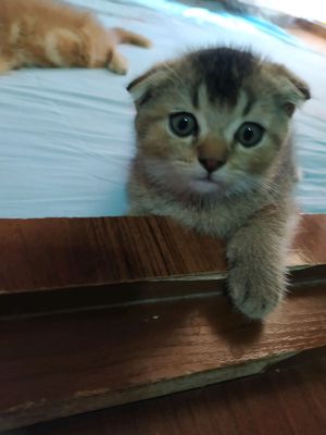 mushukcha sotiladi zalatistiy chinchilla