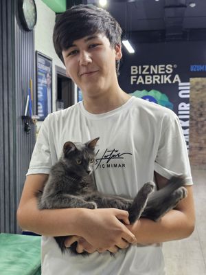 Милый серый котёнок ищет новый дом! Очаровательная кошечка с красивой