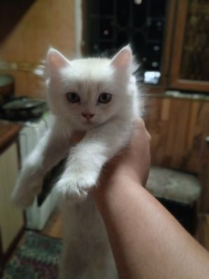 shinshela 4 oyli