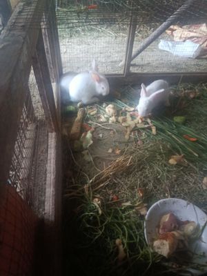 Otasi flandr onasi xikol velikan quyon bolalari sotiladi