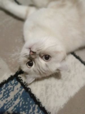 juda toza orasta qizbola mushigim
