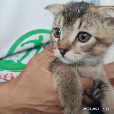 Продам кота Британской породы Скотиш Фолд 3 месячный!