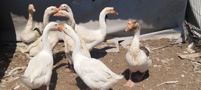 8 ta gʻoz sotiladi