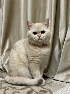 Zalataya Shinshilla serebritsa shinshilla 2 ta zotli mushuklar