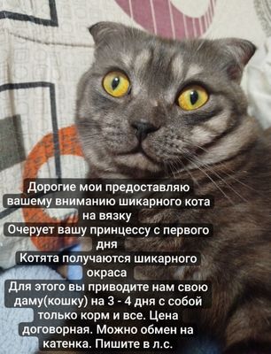 Вязка кота не дорого