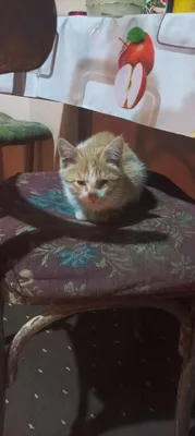 Отдам животных в добрые руки