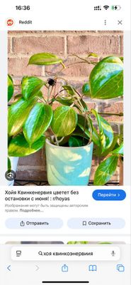 Хоя Квинквенервия