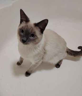 Срочно продаю кота
